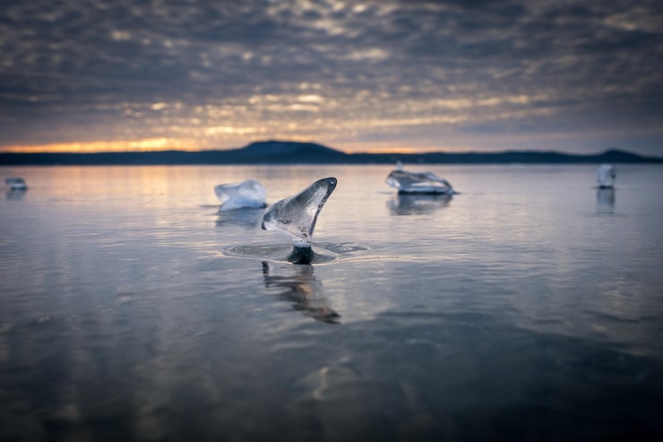 Orca Whale AI fake news